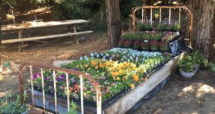 Flower Bed at Stepping Stone Nursery