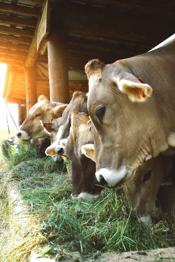 bergamasche cows eat fresh hay from the manger 2023 11 27 05 19 52 utc 1