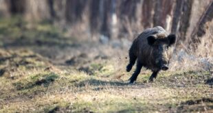 black boar running through the forest under the su 2023 11 27 05 30 40 utc