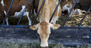 guernsey cows in a barn feeding on hay 2023 11 27 05 03 50 utc